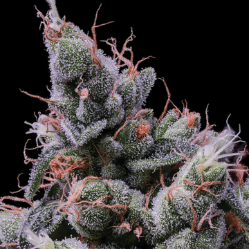 Strawberry Kush cannabis plants in bloom, grown from Feminised seeds – ideal for home cultivation from Anesia Seeds
