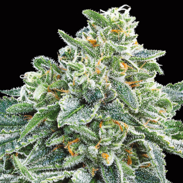 Strawberry Tree cannabis plants in bloom, grown from Feminised seeds – ideal for home cultivation from Anesia Seeds