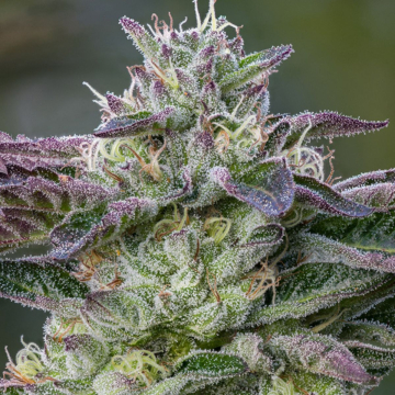 The Sin cannabis plants in bloom, grown from Feminised seeds – ideal for home cultivation from Anesia Seeds