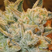 White runtz cannabis plants in bloom, grown from Feminized seeds – ideal for home cultivation from Anesia Seeds