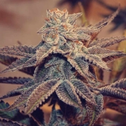 Frozay x Peach Ozz cannabis plants in bloom, grown from Feminized seeds – ideal for home cultivation from Perfect Tree Seeds