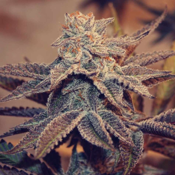 Frozay x Peach Ozz cannabis plants in bloom, grown from Feminised seeds – ideal for home cultivation from Perfect Tree Seeds