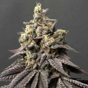 Kush Mints x Peach Ozz cannabis plants in bloom, grown from Feminized seeds – ideal for home cultivation from Perfect Tree Seeds