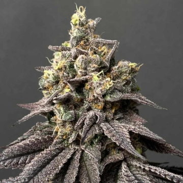 Kush Mints x Peach Ozz cannabis plants in bloom, grown from Feminized seeds – ideal for home cultivation from Perfect Tree Seeds
