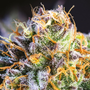 Yuhbary cannabis plants in bloom, grown from Feminised seeds – ideal for home cultivation from Anesia Seeds