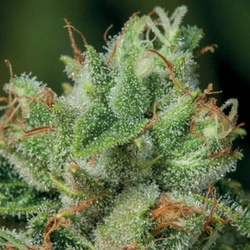 Afghanica cannabis plants in bloom, grown from Feminised seeds – ideal for home cultivation from Anesia Seeds