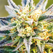 Congo cannabis plants in bloom, grown from Feminised seeds – ideal for home cultivation from Anesia Seeds