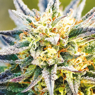 Congo cannabis plants in bloom, grown from Feminised seeds – ideal for home cultivation from Anesia Seeds