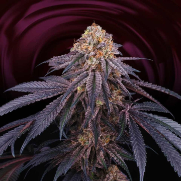 Chantilly cannabis plants in bloom, grown from Feminised seeds – ideal for home cultivation from Perfect Tree Seeds