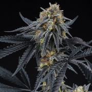 Peach Sherbert OG Feminized cannabis plants in bloom, grown from Feminized seeds – ideal for home cultivation from Perfect Tree Seeds