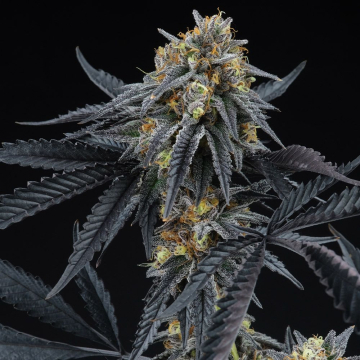 Peach Sherbert OG Feminized cannabis plants in bloom, grown from Feminised seeds – ideal for home cultivation from Perfect Tree Seeds