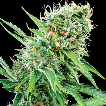 Copacobana cannabis plants in bloom, grown from Feminised seeds – ideal for home cultivation from Anesia Seeds