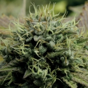 Hindu Kush cannabis plants in bloom, grown from Feminized seeds – ideal for home cultivation from Anesia Seeds