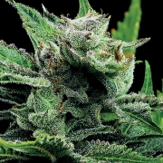 Malawi Gold cannabis plants in bloom, grown from Feminized seeds – ideal for home cultivation from Anesia Seeds