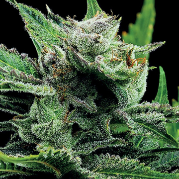 Malawi Gold cannabis plants in bloom, grown from Feminised seeds – ideal for home cultivation from Anesia Seeds