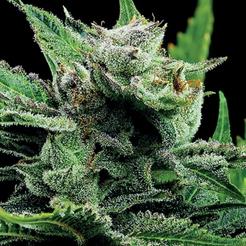 Malawi Gold cannabis plants in bloom, grown from Feminized seeds – ideal for home cultivation from Anesia Seeds