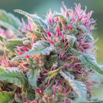 Panama Red cannabis plants in bloom, grown from Feminised seeds – ideal for home cultivation from Anesia Seeds