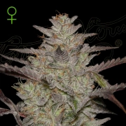 ALIENZ AUTO cannabis plants in bloom, grown from Automatic seeds – ideal for home cultivation from Greenhouse Seed Co