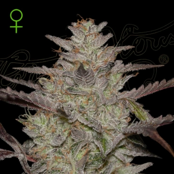 ALIENZ AUTO cannabis plants in bloom, grown from Automatic seeds – ideal for home cultivation from Greenhouse Seed Co