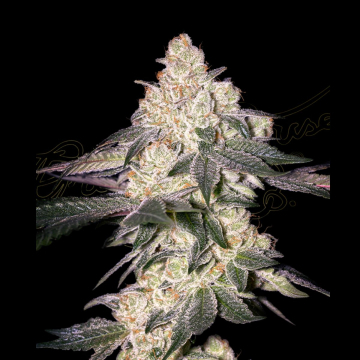 MOWEETO cannabis plants in bloom, grown from Feminised seeds – ideal for home cultivation from Greenhouse Seed Co