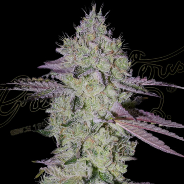 TARTE TATIN cannabis plants in bloom, grown from Feminised seeds – ideal for home cultivation from Greenhouse Seed Co
