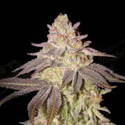 BLACK TOFFEE AUTO cannabis plants in bloom, grown from Automatic seeds – ideal for home cultivation from Greenhouse Seed Co