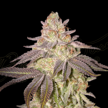 BLACK TOFFEE AUTO cannabis plants in bloom, grown from Automatic seeds – ideal for home cultivation from Greenhouse Seed Co