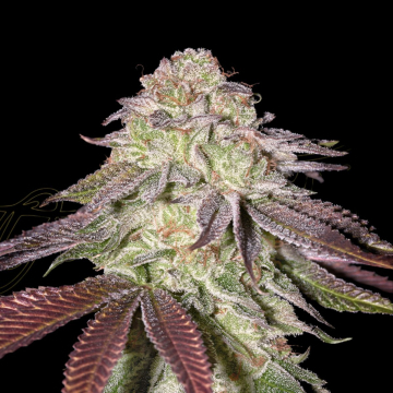 SUGARLATO AUTO cannabis plants in bloom, grown from Automatic seeds – ideal for home cultivation from Greenhouse Seed Co