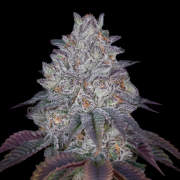 KING'S TART cannabis plants in bloom, grown from Feminised seeds – ideal for home cultivation from Greenhouse Seed Co