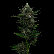 ALL GAS OG cannabis plants in bloom, grown from Feminised seeds – ideal for home cultivation from Humboldt Seed Company