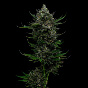 ALL GAS OG cannabis plants in bloom, grown from Feminised seeds – ideal for home cultivation from Humboldt Seed Company