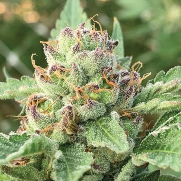 APPLE BLOSSOM cannabis plants in bloom, grown from Feminized seeds – ideal for home cultivation from Humboldt Seed Company