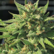 BIGFOOT GLUE cannabis plants in bloom, grown from Feminised seeds – ideal for home cultivation from Humboldt Seed Company