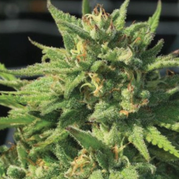BIGFOOT GLUE cannabis plants in bloom, grown from Feminized seeds – ideal for home cultivation from Humboldt Seed Company