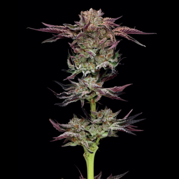 JELLY DONUTZ cannabis plants in bloom, grown from Feminised seeds – ideal for home cultivation from Humboldt Seed Company