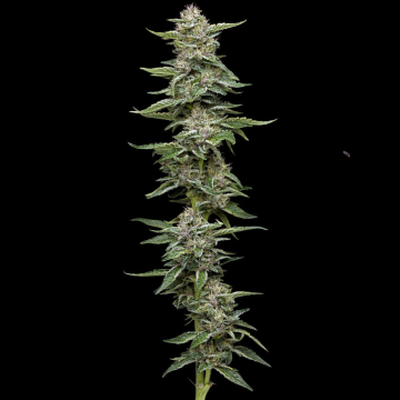 GARLIC BUDDER cannabis plants in bloom, grown from Feminised seeds – ideal for home cultivation from Humboldt Seed Company