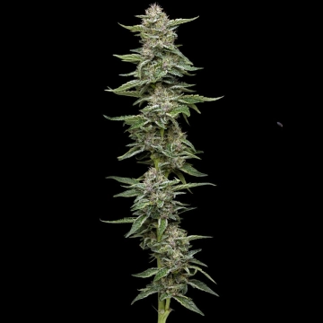 GARLIC BUDDER cannabis plants in bloom, grown from Feminized seeds – ideal for home cultivation from Humboldt Seed Company