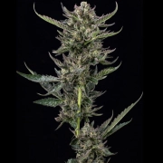 NOTORIOUS THC cannabis plants in bloom, grown from Feminized seeds – ideal for home cultivation from Humboldt Seed Company