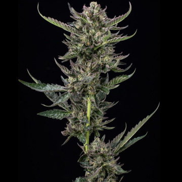 NOTORIOUS THC cannabis plants in bloom, grown from Feminised seeds – ideal for home cultivation from Humboldt Seed Company
