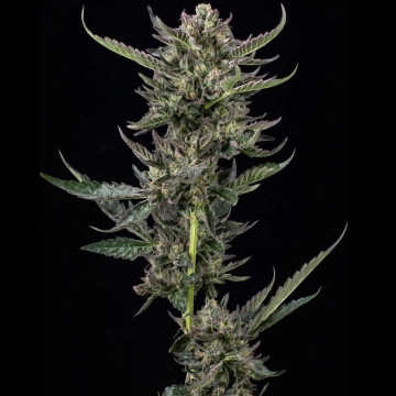 NOTORIOUS THC cannabis plants in bloom, grown from Feminized seeds – ideal for home cultivation from Humboldt Seed Company