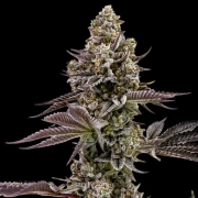 BLUEBERRY CUPCAKE cannabis plants in bloom, grown from Feminized seeds – ideal for home cultivation from Humboldt Seed Company