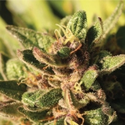 PINEAPPLE MUFFIN cannabis plants in bloom, grown from Feminized seeds – ideal for home cultivation from Humboldt Seed Company