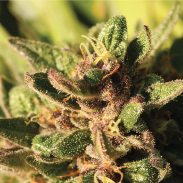 PINEAPPLE MUFFIN cannabis plants in bloom, grown from Feminised seeds – ideal for home cultivation from Humboldt Seed Company