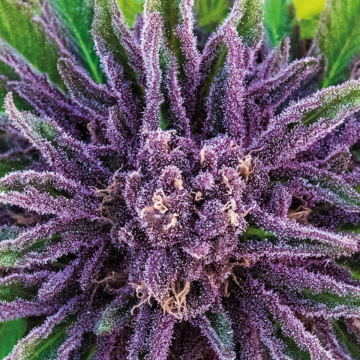 Purple Thai cannabis plants in bloom, grown from Feminised seeds – ideal for home cultivation from Anesia Seeds