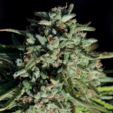 Pure Durban cannabis plants in bloom, grown from Feminised seeds – ideal for home cultivation from Anesia Seeds