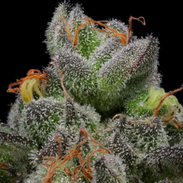 CARAMEL CREAM cannabis plants in bloom, grown from Feminised seeds – ideal for home cultivation from Humboldt Seed Company
