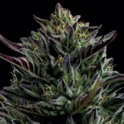 CALIFORNIA OCTANE cannabis plants in bloom, grown from Feminized seeds – ideal for home cultivation from Humboldt Seed Company