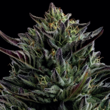 CALIFORNIA OCTANE cannabis plants in bloom, grown from Feminized seeds – ideal for home cultivation from Humboldt Seed Company