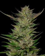 DON CARLOS cannabis plants in bloom, grown from Feminized seeds – ideal for home cultivation from Humboldt Seed Company
