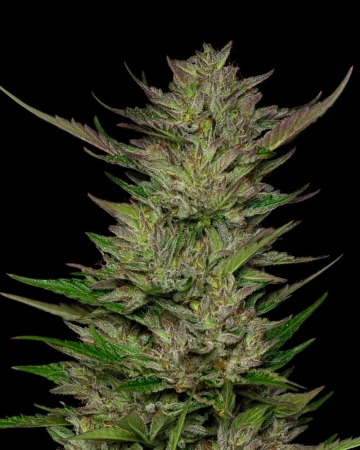 DON CARLOS cannabis plants in bloom, grown from Feminized seeds – ideal for home cultivation from Humboldt Seed Company